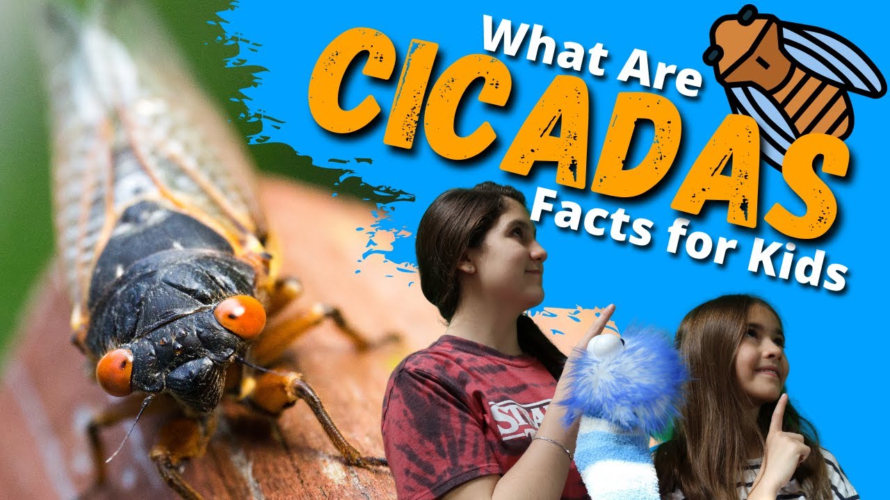 Cicadas: The Loudest Bug 🐞 Facts for Kids