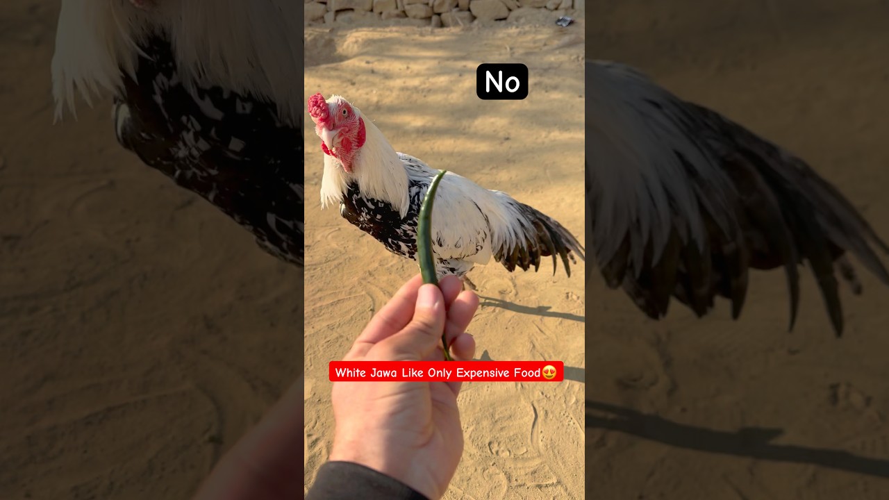 Rooster’s Attitude During Feeding 🐓