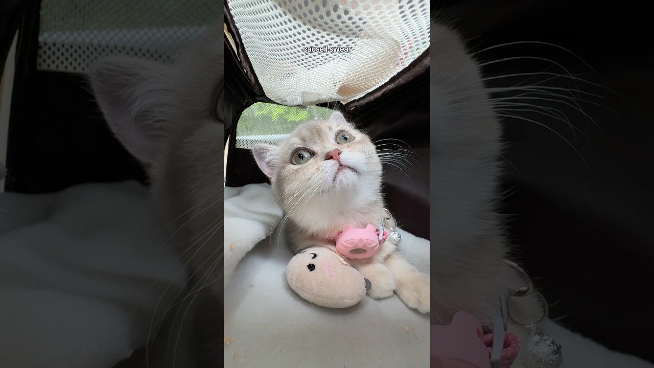 spending $1000 on my kitten at the vet! 💉🐾