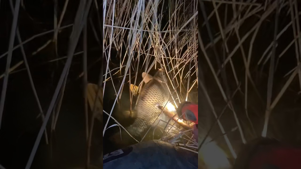 Дикий сазан на мелководье. Рыбалка острогой! #рекомендации