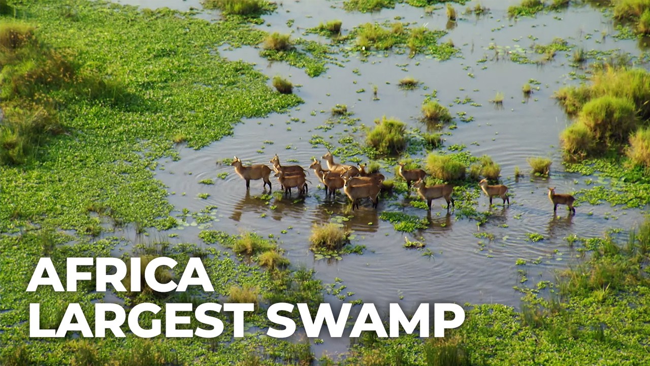Wild Waters: The Nile's Majestic Wilderness 🌊