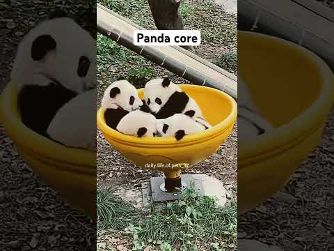 Panda core #panda #cuteanimals #animals