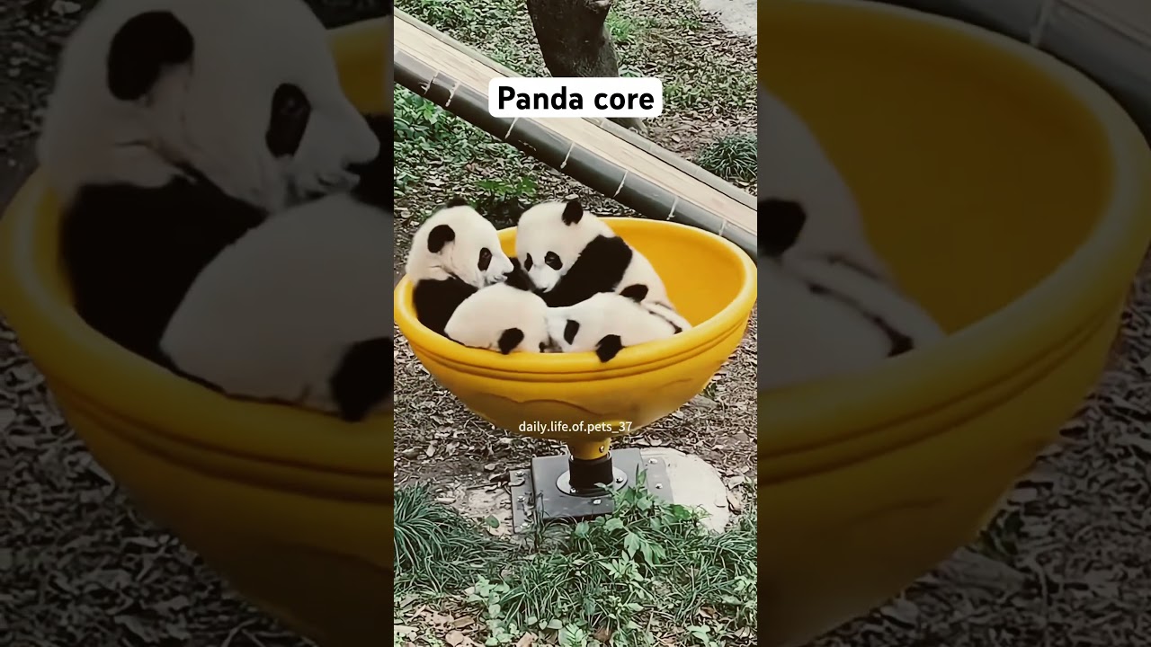 Adorable Panda Moments You Can't Miss 🐼