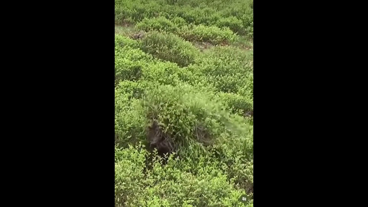 Unbelievable Camouflage: Ghillie Suit Blends Perfectly into Grass 🌿