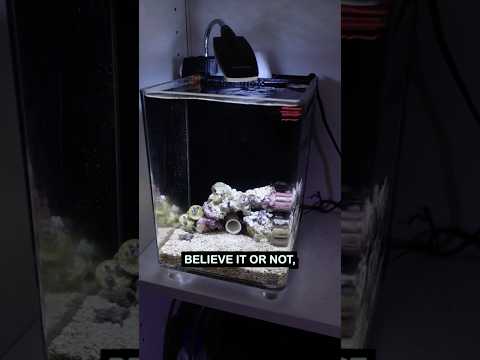 I Setup My First Saltwater Aquarium!!! π€©