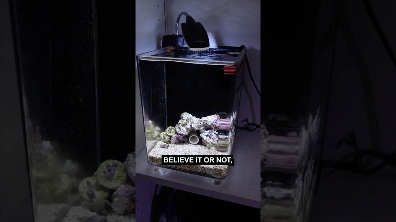 My First Saltwater Aquarium Setup! π Dive into the Journey