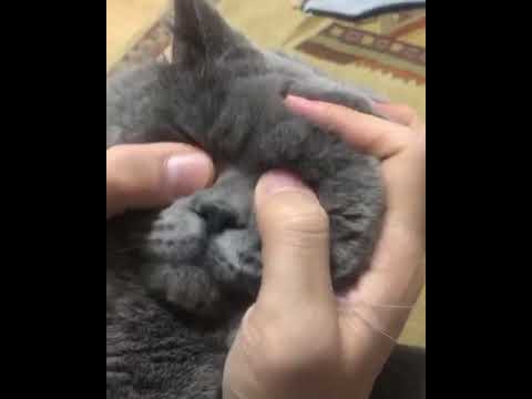 Kedi Göz Akıntısı Nedenleri ve Çözüm 🐱