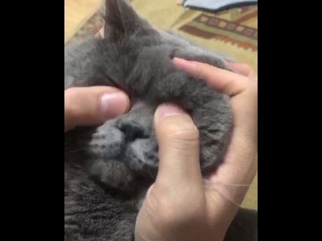 Kedi Göz Akıntısı Nedenleri ve Çözüm 🐱