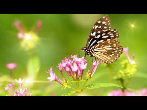 Невероятно Красивая Музыка Солнечного Лета. Сергей Чекалин