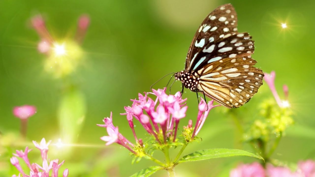 Неповторимая летняя музыка Сергея Чекалина ☀️ — Идеально для отдыха и релаксации