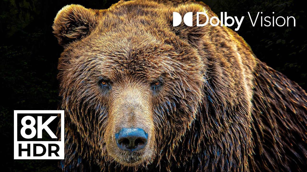 Legendary Animals in Dolby Vision 8K HDR 🐾