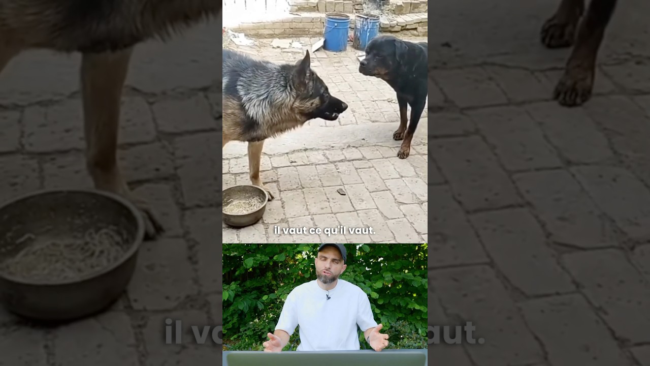 Rottweiler vs Berger Allemand : Épreuve d’éducateur 🐶
