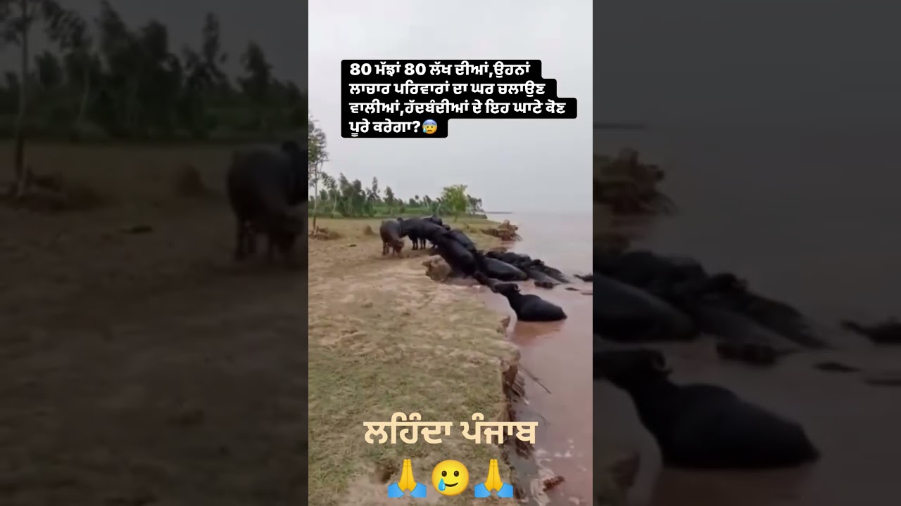 ਬੇਜੁਬਾਨਾਂ ਦੀ ਮੌਤ ਅਤੇ ਪੰਜਾਬ ਵਿੱਚ ਤੂਫਾਨੀ ਹਾਲਾਤ 🌊