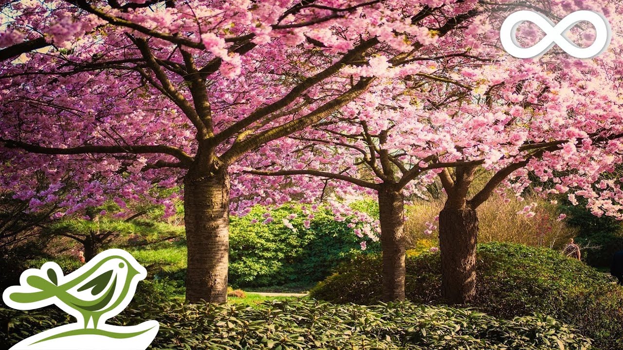 Relaxing Romantic Japanese & Chinese Music πΆ