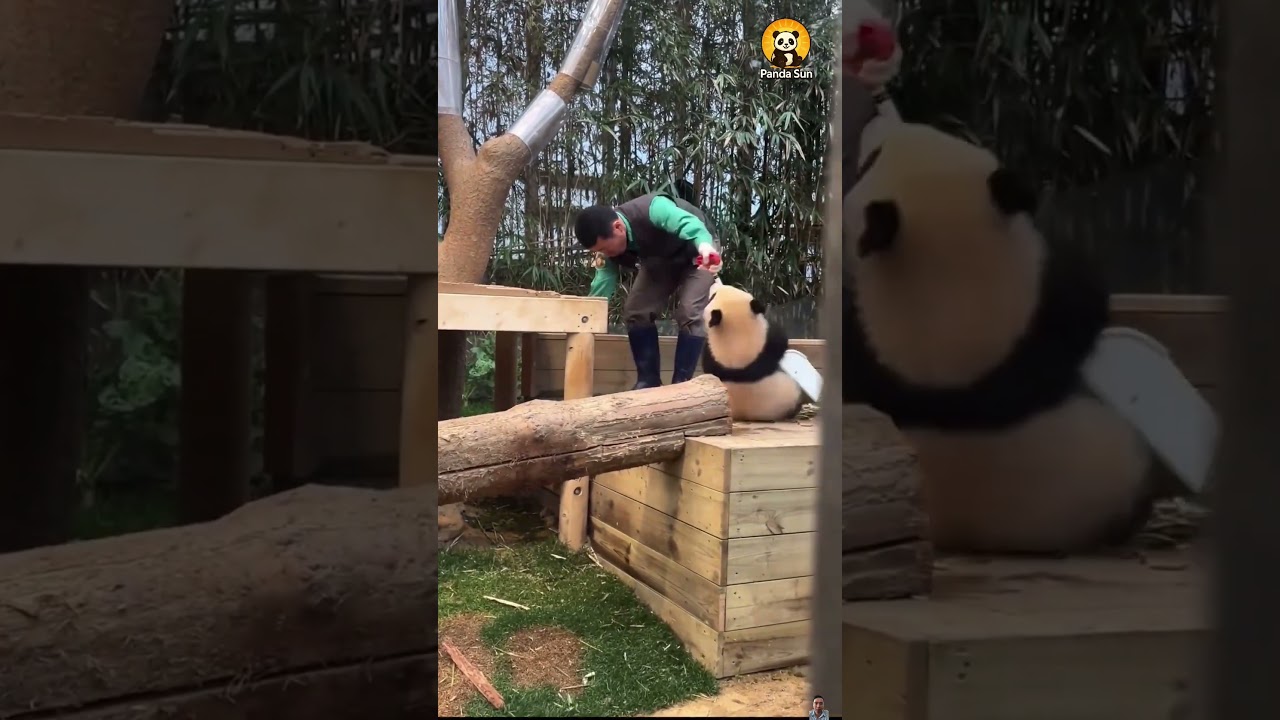 Bao’s Family Is Hilarious! 🐼