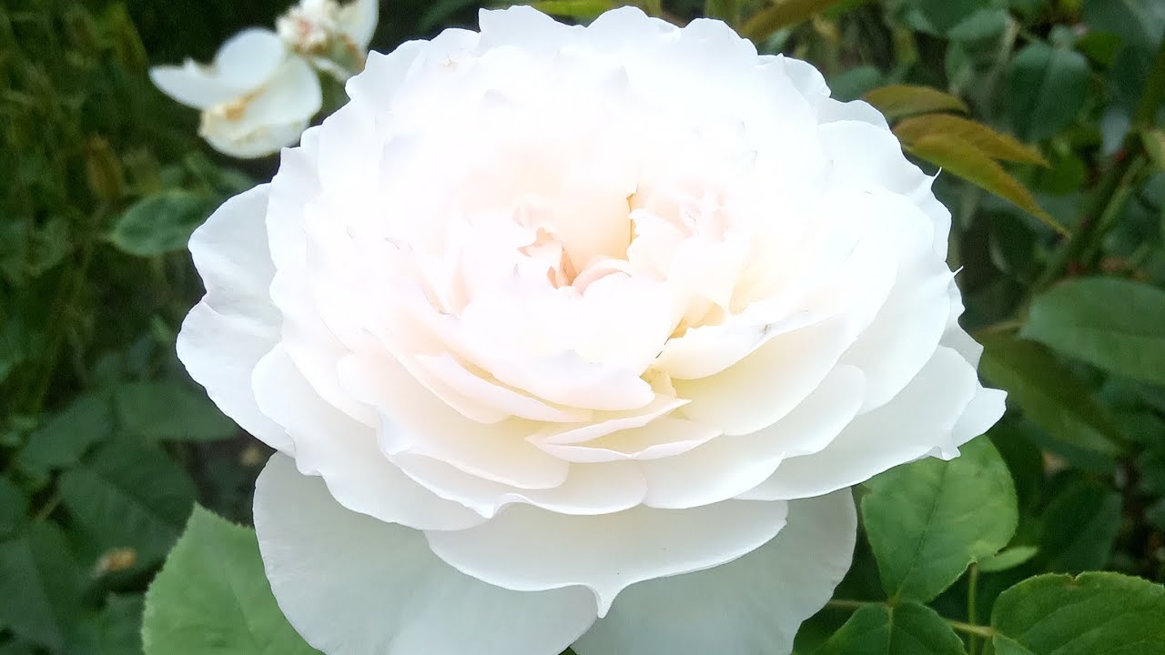 Посадите красивые цветы! 🌺 Не пожалеете!