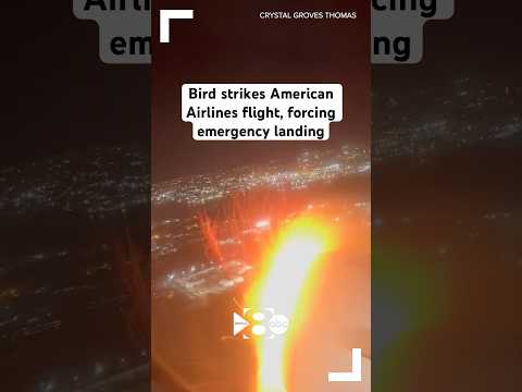 Bird strikes American Airlines flight, forcing emergency landing in New York City