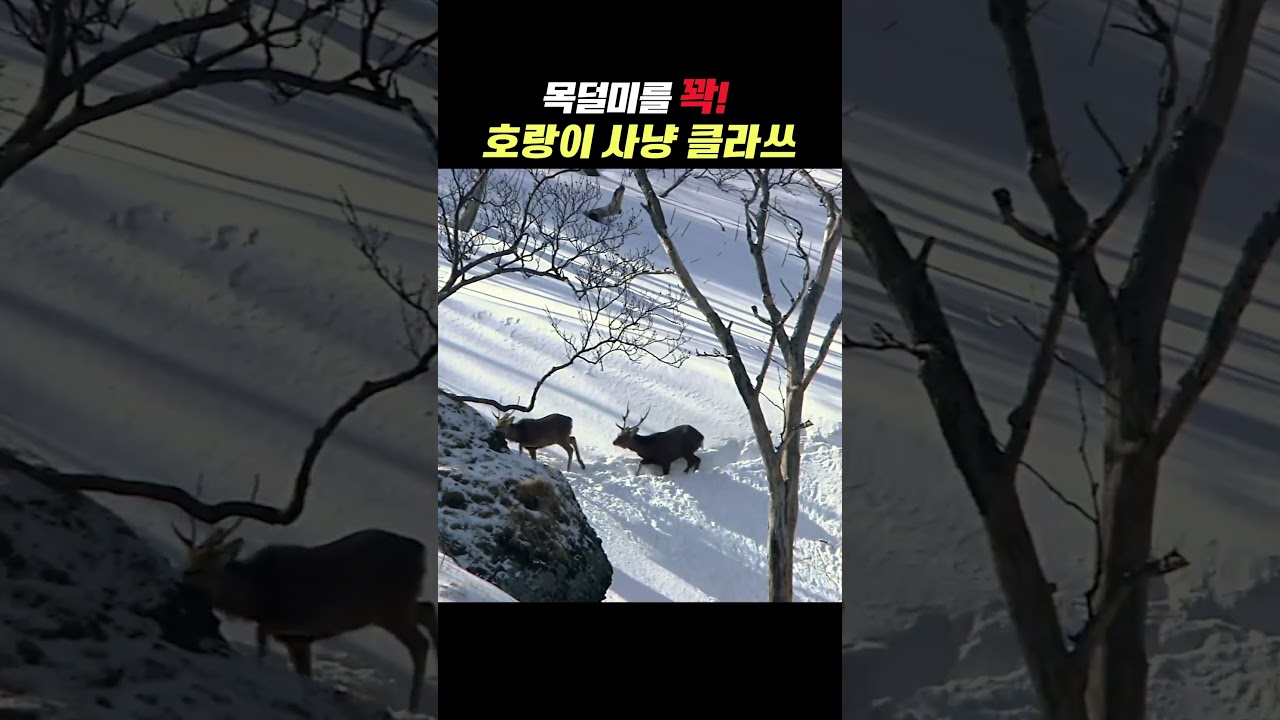 눈밭 추격전: 혹한의 호랑이 겨울 사냥 🐅