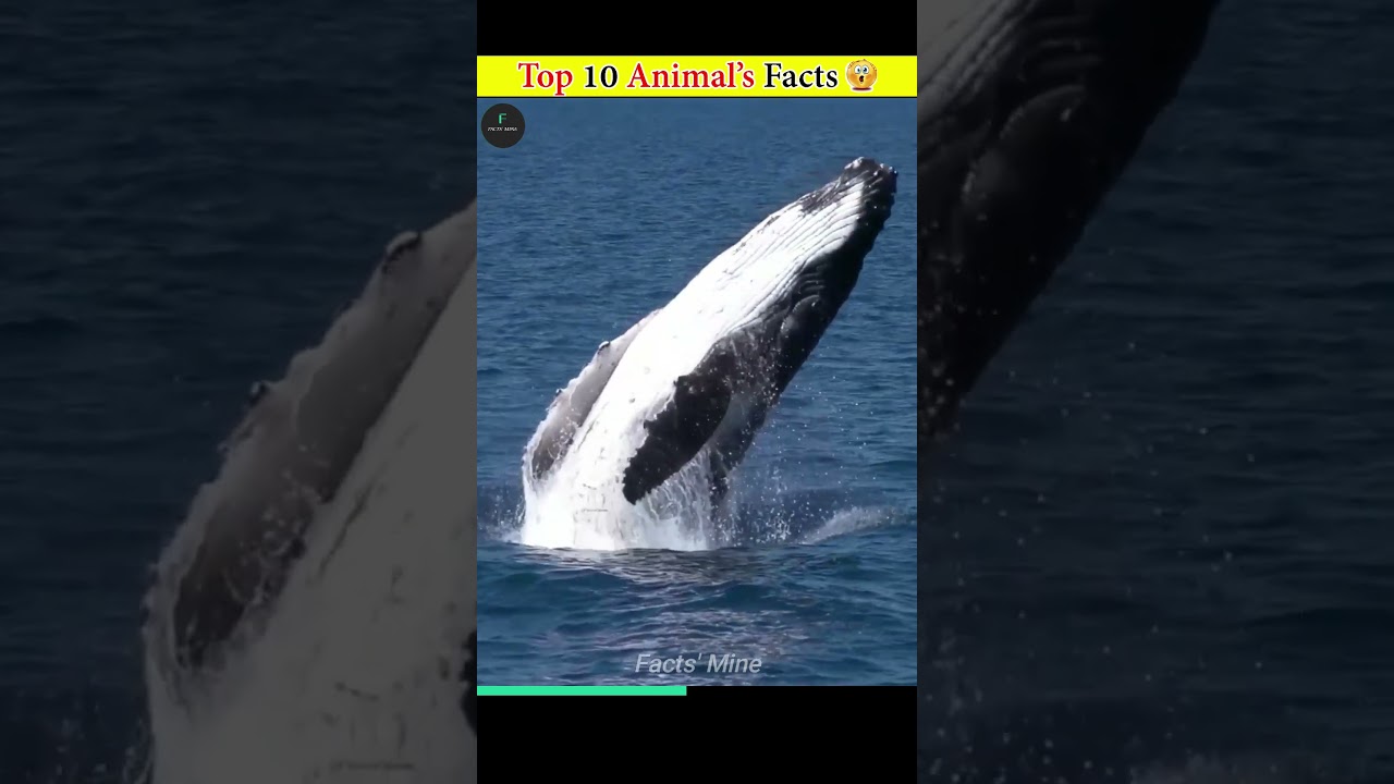 Top 10 Fascinating Animal Facts 🐾