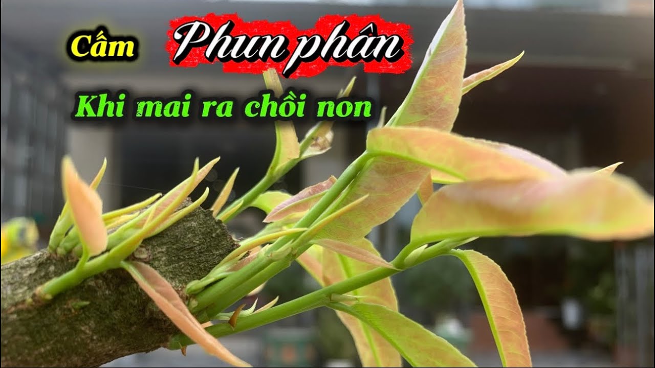 Cách bón phân và tưới nước đúng khi mai ra chồi 🌱
