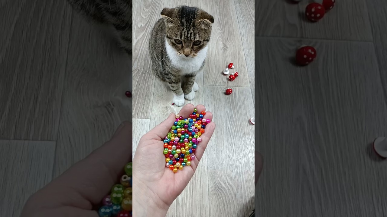 🐱 Reverse Video 📿 #asatisfyingvideofamily #reverse #asmr