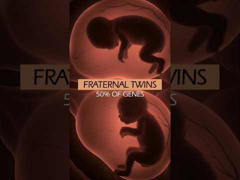 Ovulation and Fertilization of TWINS ❤️ #shorts #twins #pregnancy