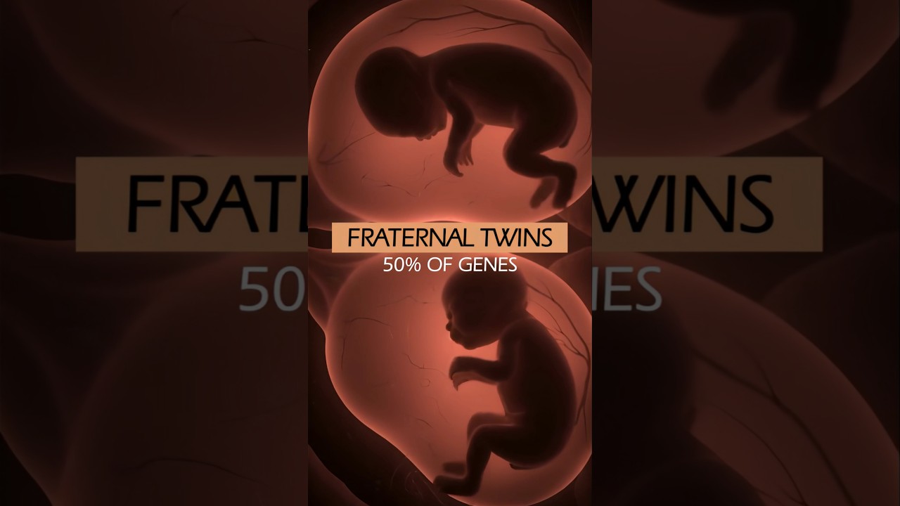 Ovulation and Fertilization Process of Twins ❤️ #shorts #twins #pregnancy