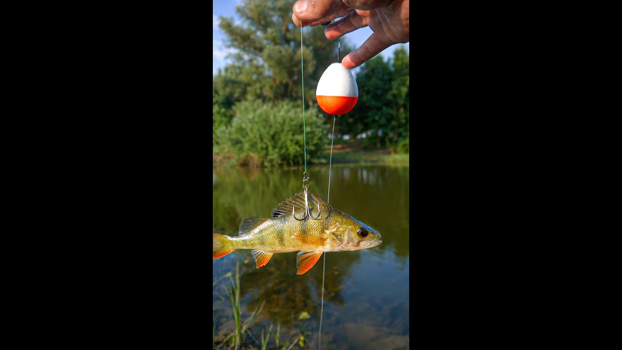 Воспоминания о ловле щуки в детстве 🎣