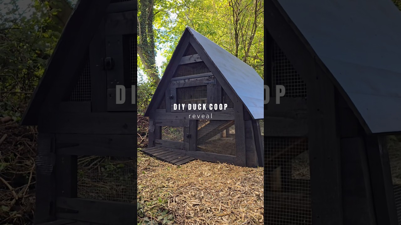 DIY Duck Coop Reveal 🦆