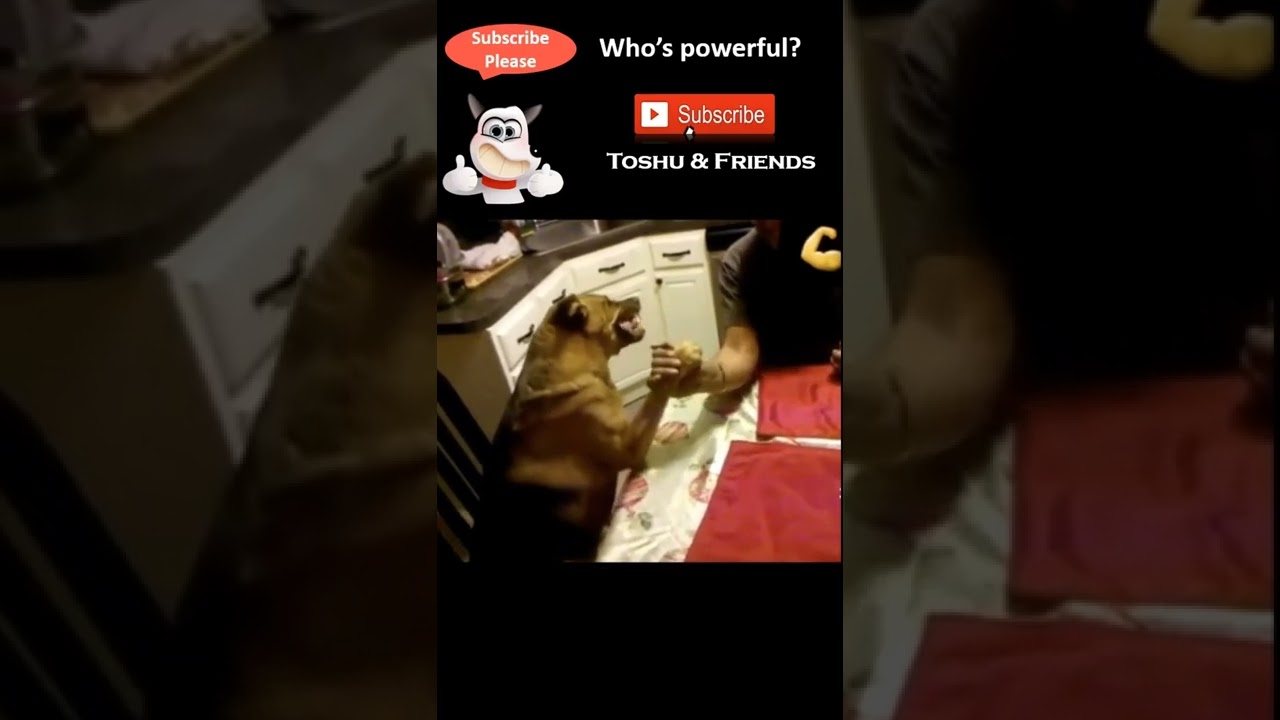 Dog Claw Fight with Toshu & Friends 🐶