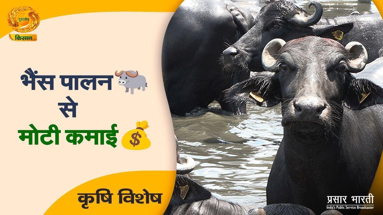 DD Kisan | कृषि विशेष -भैंस पालन से मोटी कमाई | September 19 , 2024