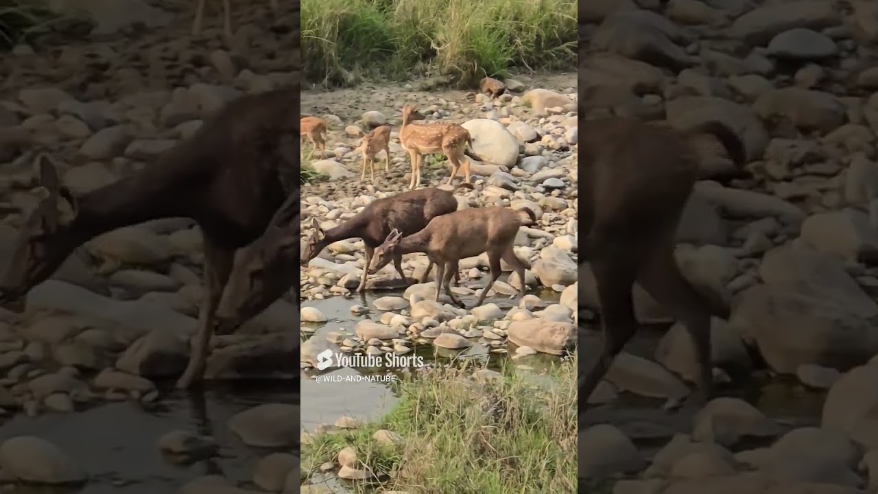 Dramatic Tiger Attack on Deer in Jim Corbett National Park 🐅
