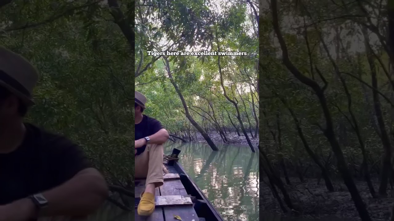 Sunderbans: World's Largest Mangrove Forest 🌿