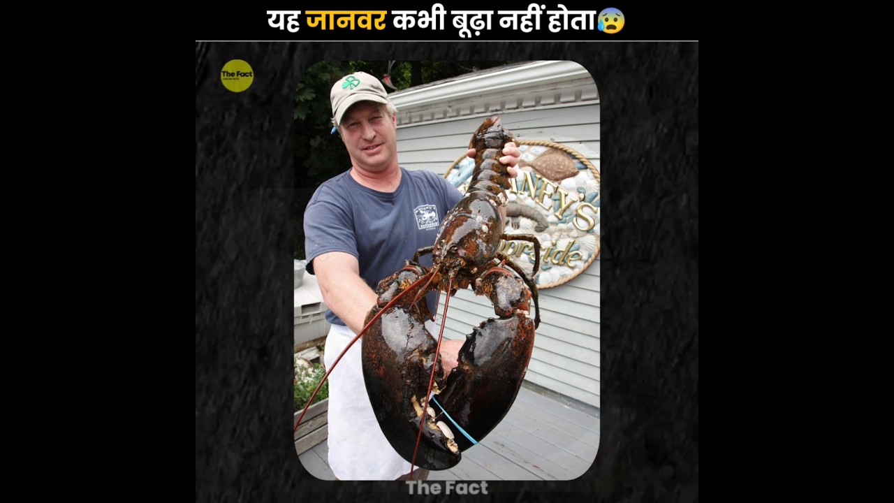 Lobsters Are Practically Immortal 😧