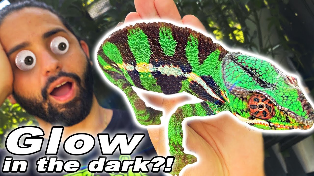 5 Surprising Facts About Chameleons 🦎