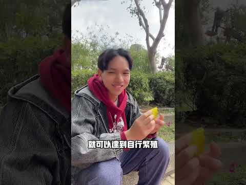 00929利滾利，每個月自行繁殖？(上) #ETF #高股息 #00929 #月配息 #資產配置 #00878 #利息 #John #小資