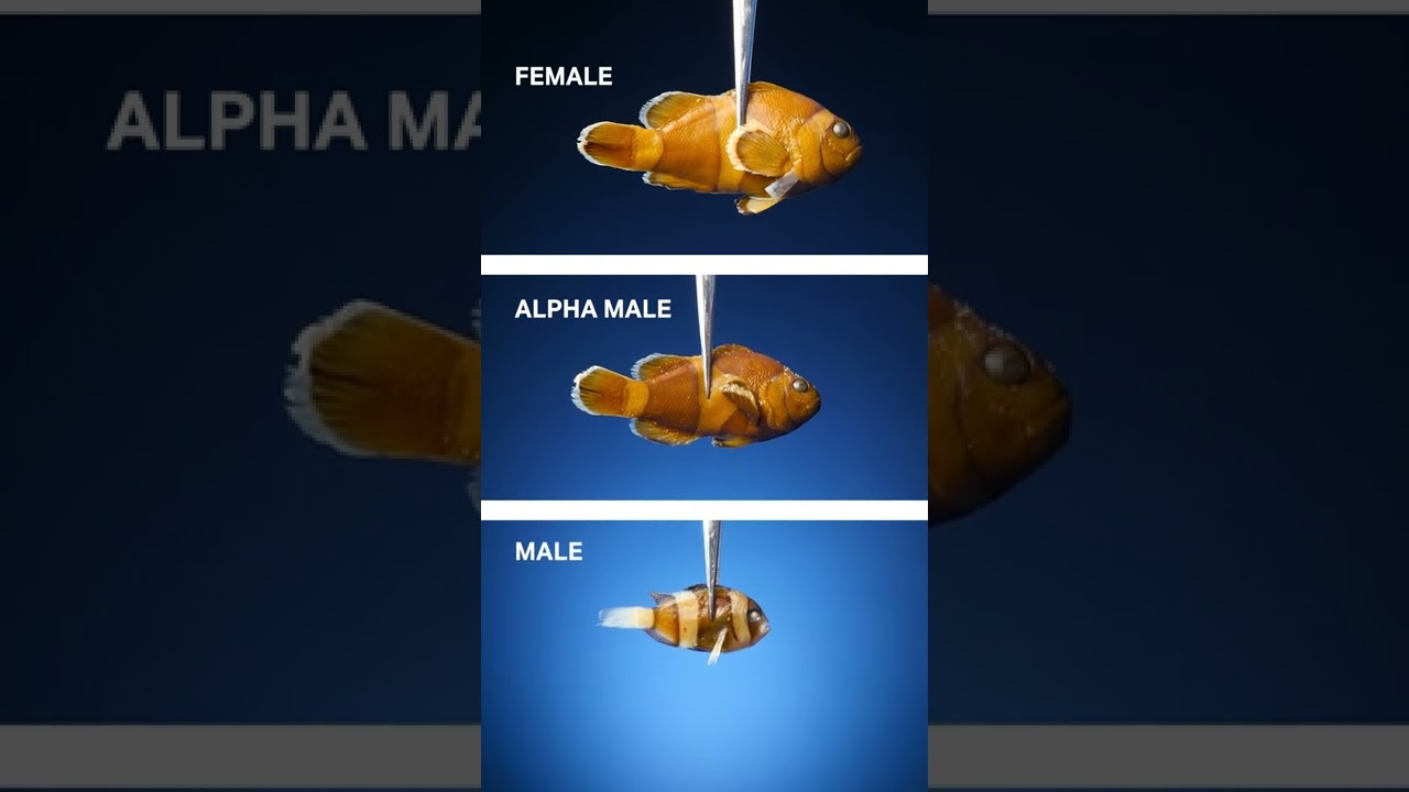 Surprising Gender Switch in Clownfish 🐠
