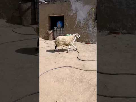 خروف عيد الاضحى 2024بثمن خيالي130kg🥰
