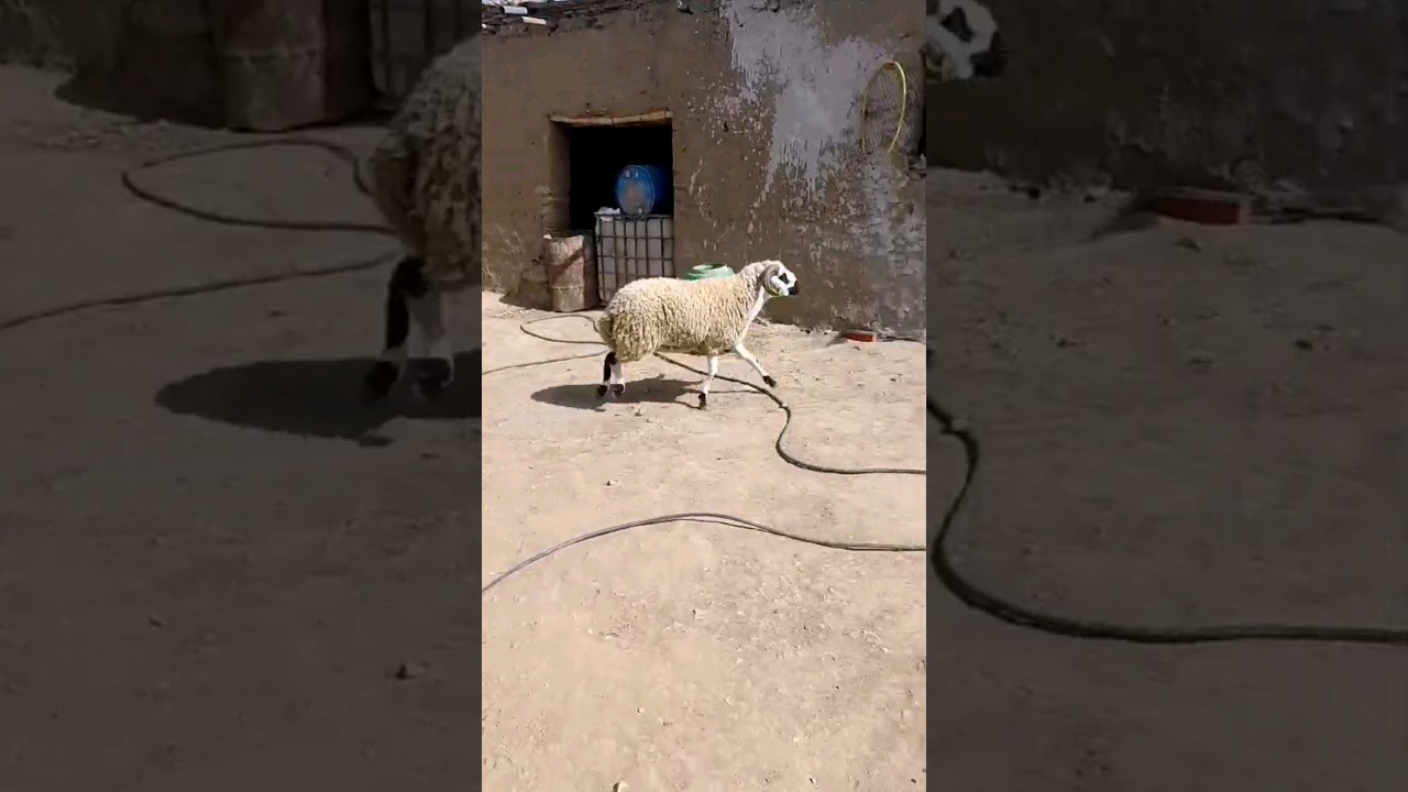 خروف عيد الأضحى 2024 بوزن 130 كجم بسعر خيالي 🐑
