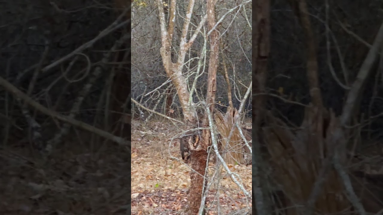 Kabini Tiger Reserve: Wild Boar Encounters 🐗
