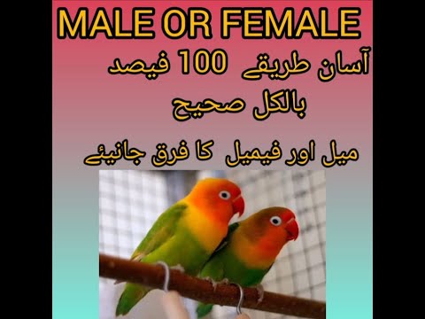 fisher male female difference | fisher bird male female difference