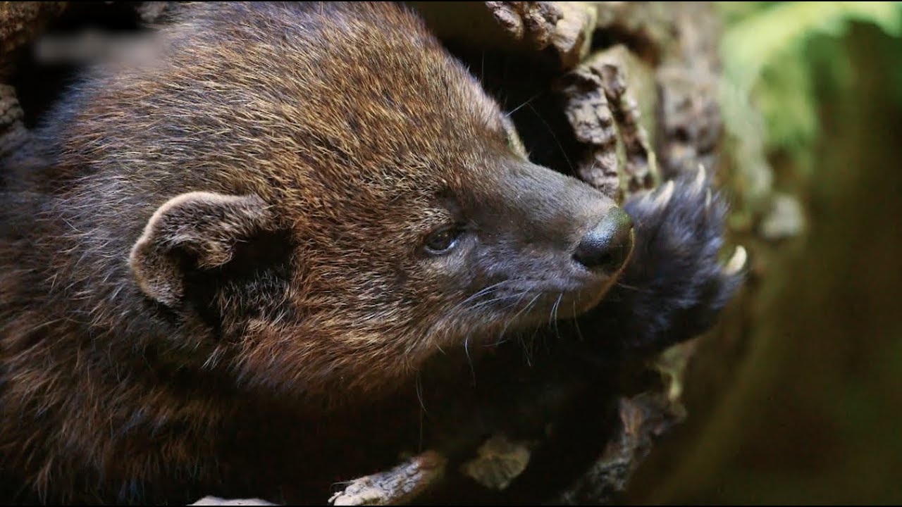 Fisher: Yosemite Nature Notes Episode 35 🌲