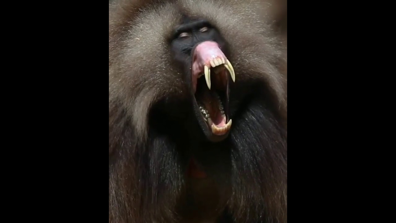 Canavar Maymunlar: Tehlikeli ve İlginç 🐒