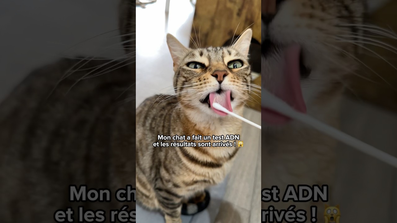 Test ADN de mon chat 🧬