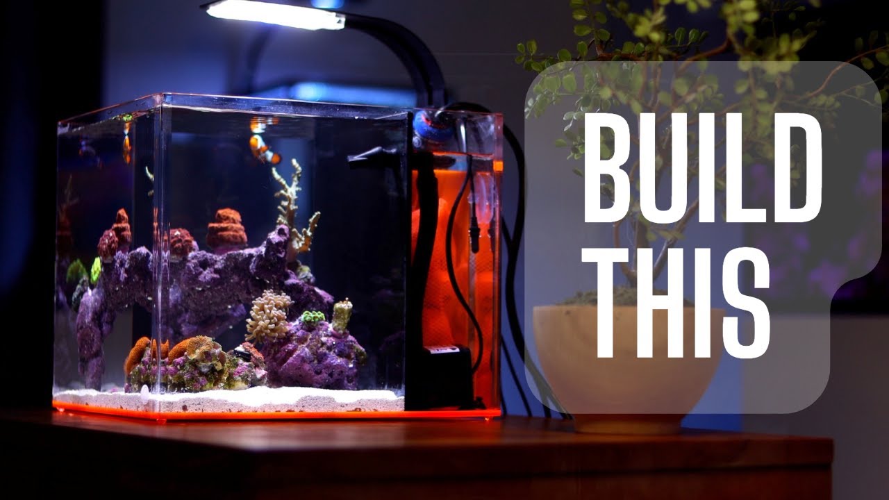 Step-by-Step Guide to Setting Up Your First Saltwater Aquarium 🐠