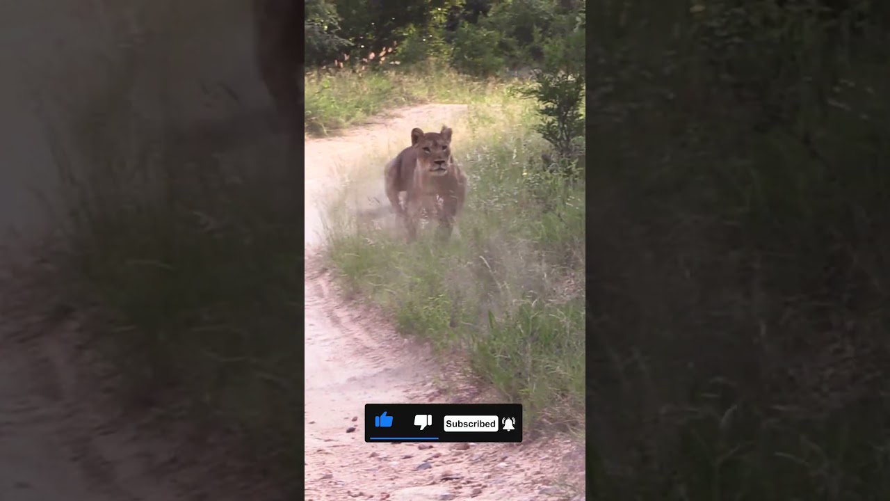 Lioness Chases Cheetah Brothers 🦁