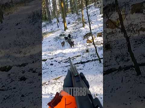 TIRS D'UNE TROUPE DE SANGLIERS DANS LA NEIGE !!! #chasse #hunting #hunt #sanglier #wildboar #shorts