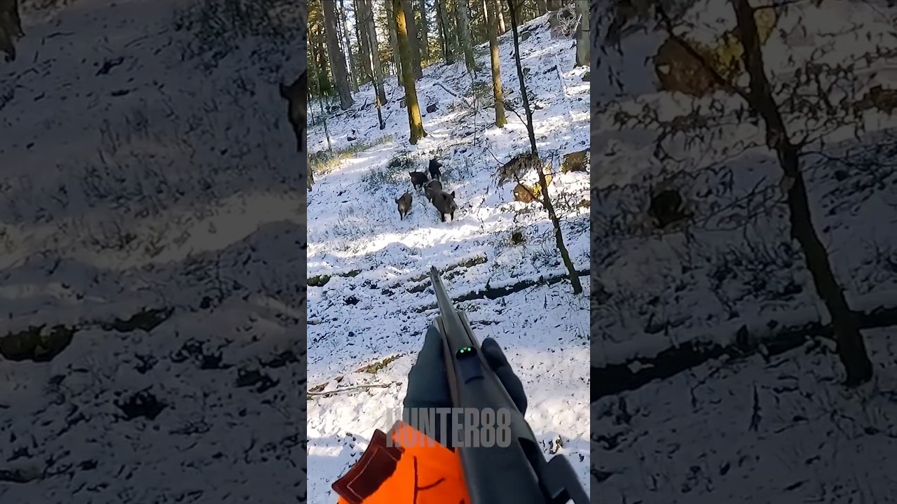 Chasse Épique : Sangliers Pris au Piège dans la Neige ❄️