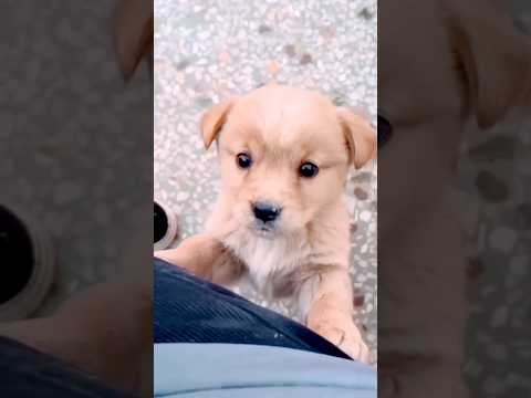 Pa 💤pa 💤💗 #full #cute #funny 🐶😺🐶#baby #remix #cats #dog #cat #dogs #catlover #ytshorts Jan.19.2025