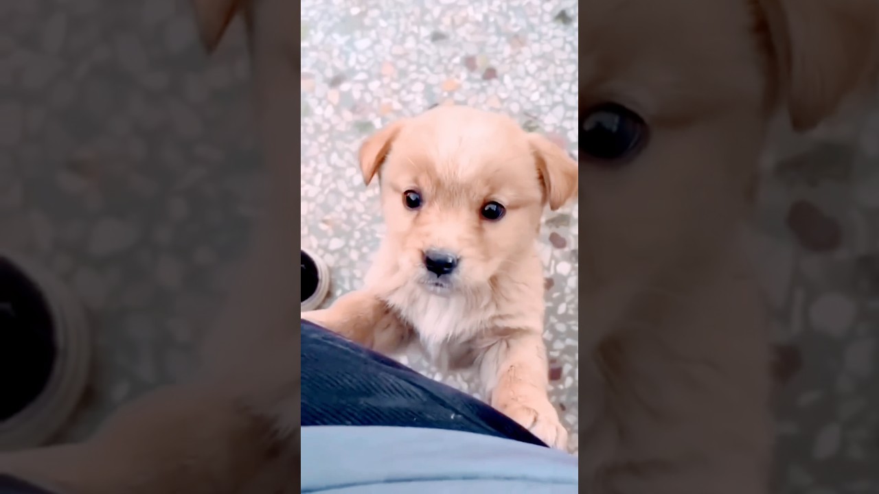 Pa 💤pa 💤💗: Cute & Funny Pets Compilation 🐶😺